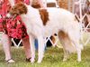 Profile picture of the animal