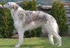 Profile picture of the animal