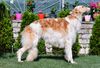 Profile picture of the animal