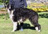 Profile picture of the animal