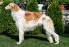 Profile picture of the animal