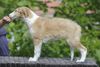 Profile picture of the animal
