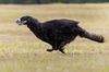 Profile picture of the animal