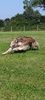 Profile picture of the animal