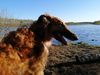 Profile picture of the animal