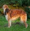 Profile picture of the animal