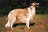 Profile picture of the animal