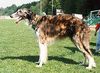 Profile picture of the animal