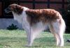 Profile picture of the animal