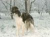 Profile picture of the animal