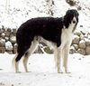 Profile picture of the animal