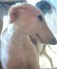 Profile picture of the animal