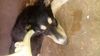 Profile picture of the animal