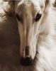 Profile picture of the animal