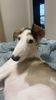 Profile picture of the animal