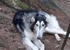 Profile picture of the animal