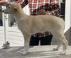 Profile picture of the animal