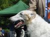 Profile picture of the animal