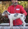 Profile picture of the animal