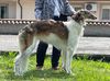 Profile picture of the animal
