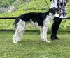 Profile picture of the animal
