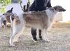 Profile picture of the animal