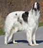 Profile picture of the animal