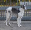 Profile picture of the animal