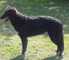 Profile picture of the animal