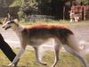 Profile picture of the animal