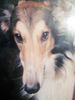 Profile picture of the animal