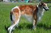 Profile picture of the animal