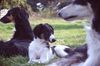Profile picture of the animal