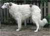 Profile picture of the animal
