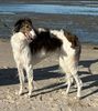 Profile picture of the animal