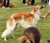 Profile picture of the animal