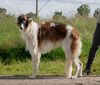 Profile picture of the animal