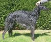 Profile picture of the animal