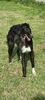 Profile picture of the animal