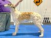 Profile picture of the animal