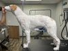 Profile picture of the animal