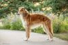 Profile picture of the animal