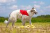Profile picture of the animal