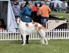 Profile picture of the animal