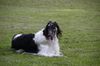 Profile picture of the animal