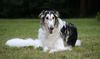 Profile picture of the animal