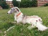 Profile picture of the animal