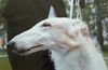 Profile picture of the animal