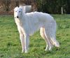 Profile picture of the animal