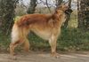 Profile picture of the animal